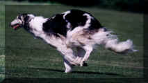 kodak coursing 3.jpg (80882 bytes)