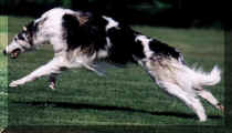 kodak coursing.jpg (18375 bytes)